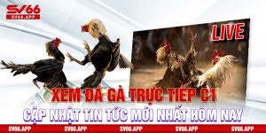 Xem-Da-Ga-Truc-Tiep-C1-Cap-Nhat-Tin-Tuc-Moi-Nhat-Hom-Nay (1)