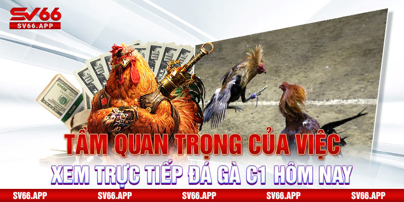 Tầm quan trọng của việc xem trực tiếp đá gà C1 hôm nay