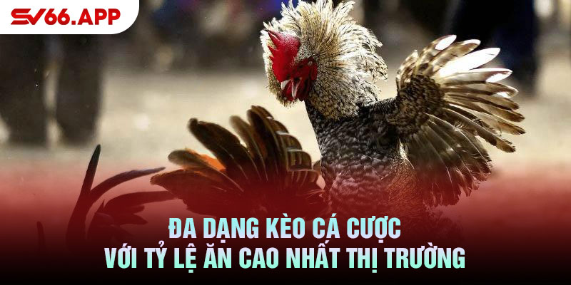 Đa dạng kèo cá cược với tỷ lệ ăn cao nhất thị trường