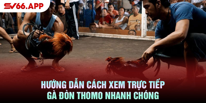 Hướng dẫn cách xem trực tiếp gà đòn Thomo nhanh chóng