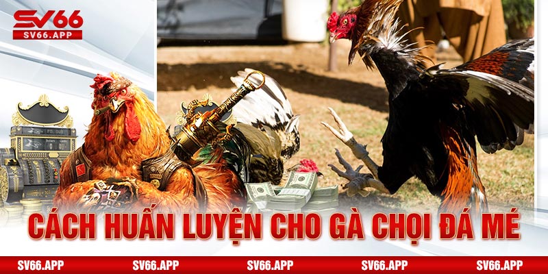 Cách huấn luyện cho gà chọi đá mé