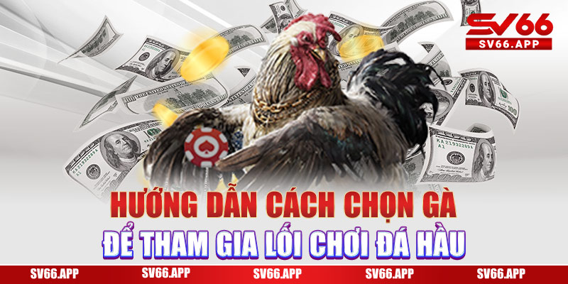 Hướng dẫn chăm sóc gà đá hầu khỏe mạnh, đòn ra tốt 