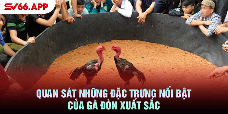 Quan sát những đặc trưng nổi bật của gà đòn xuất sắc